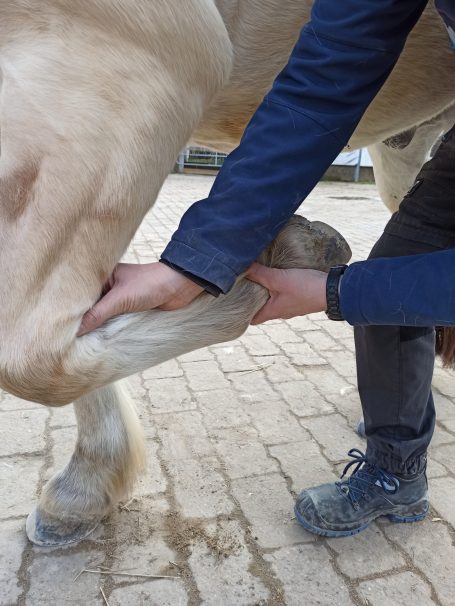 Osteopathischer Gelenktest